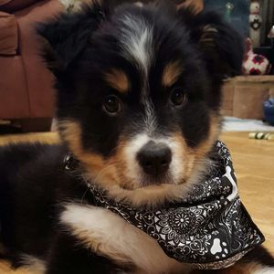 Meet your Posher, Bonnie